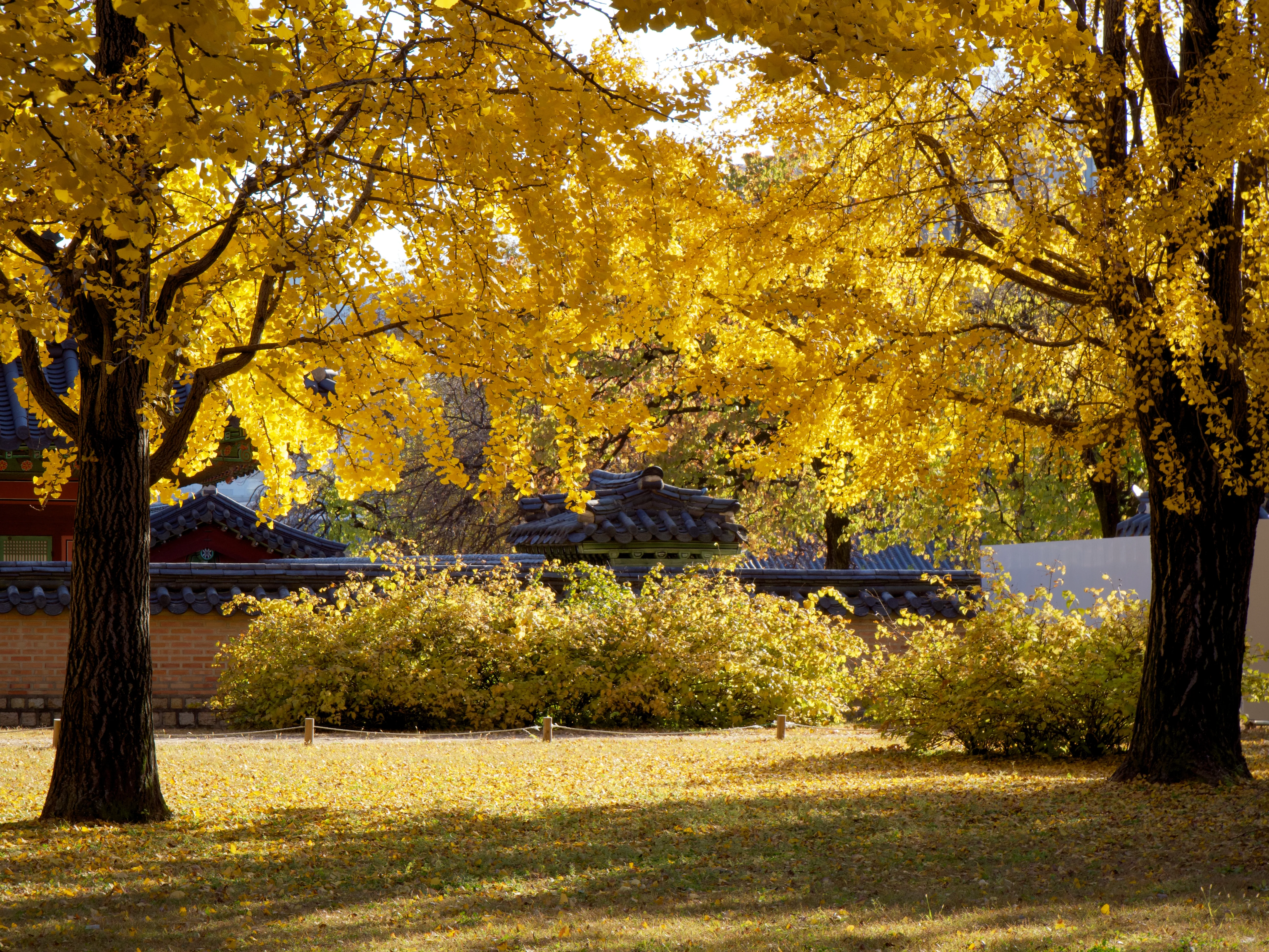 Autumn Foliage - Picture 14